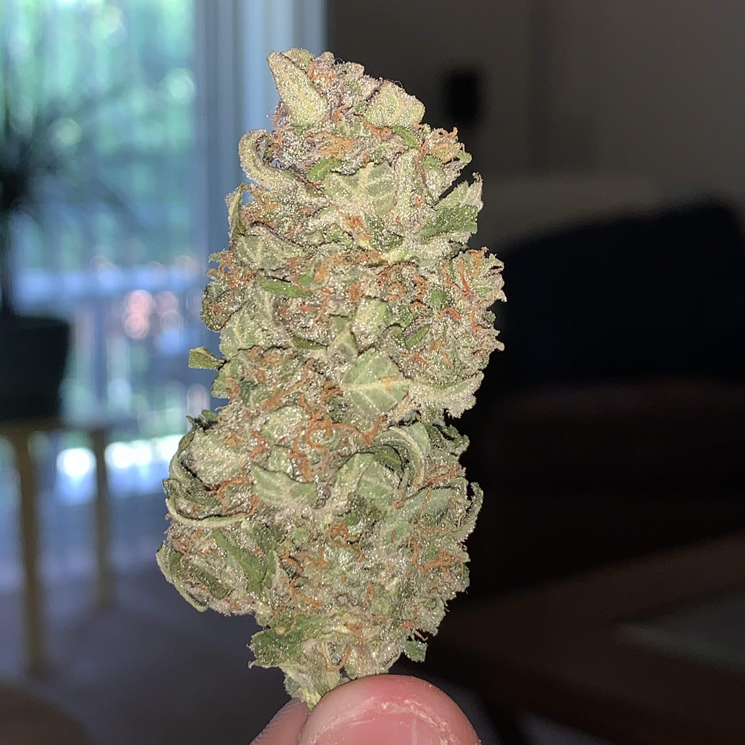 Fast Buds Cream Cookies Auto grow diary (journal) harvest9 by Jcannaf