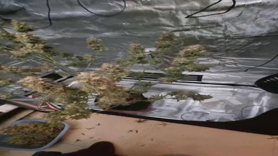 My Zoe Report - Apple Fritter Automatic (Zamnesia Seeds)