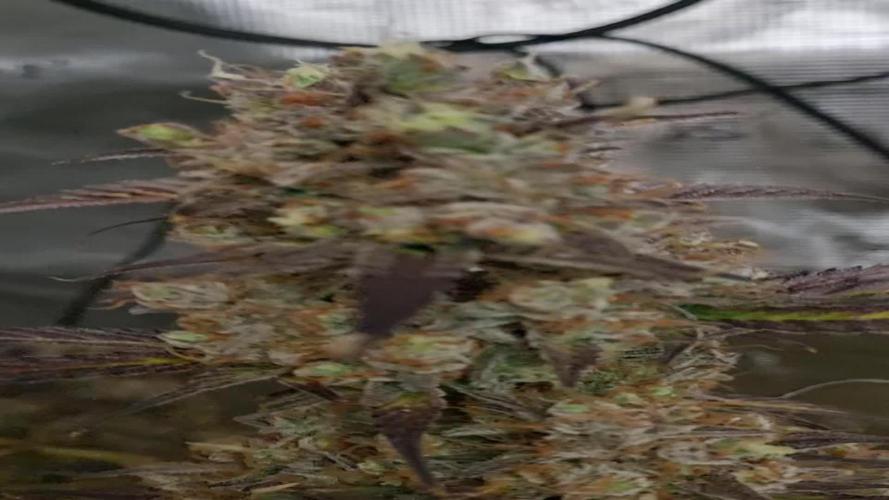 My Zoe Report - Apple Fritter Automatic (Zamnesia Seeds)