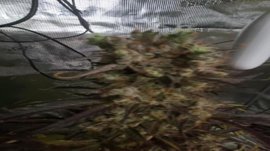 My Zoe Report - Apple Fritter Automatic (Zamnesia Seeds)