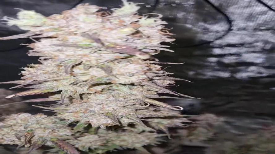 My Zoe Report - Apple Fritter Automatic (Zamnesia Seeds)