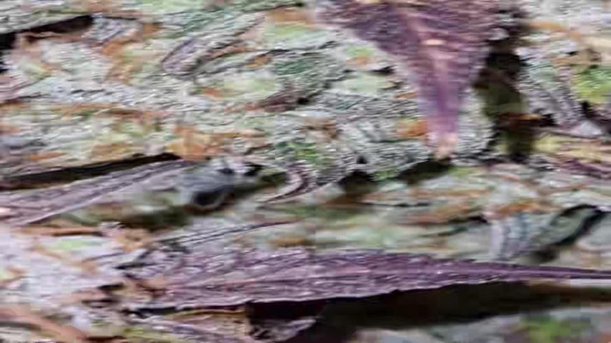 My Zoe Report - Apple Fritter Automatic (Zamnesia Seeds)