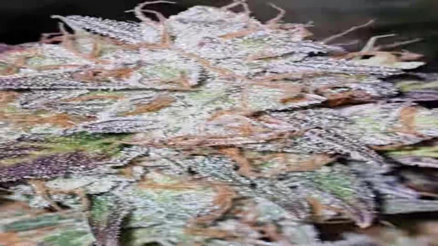 My Zoe Apple Fritter Auto