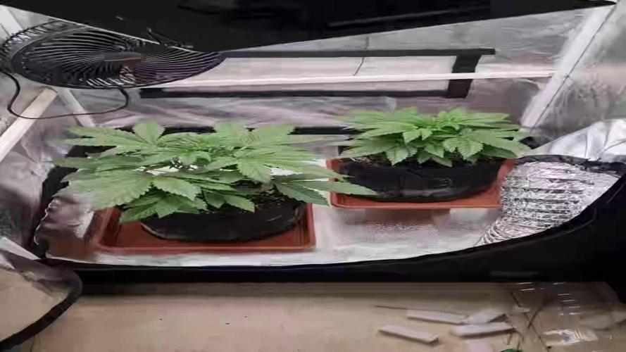 My Zoe Report - Frosted Guava Automatic (Zamnesia)