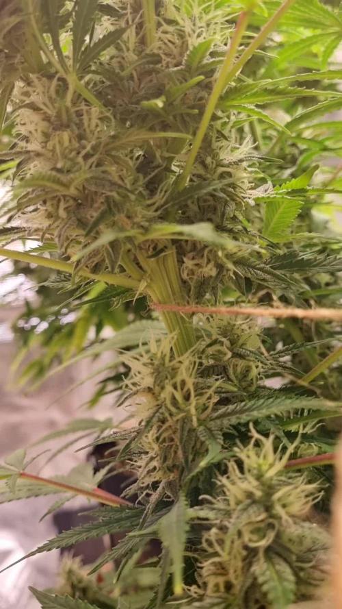 My Zoe Report - Frosted Guava Automatic (Zamnesia)