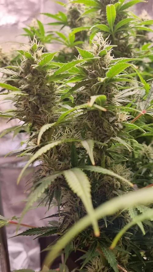 My Zoe Report - Frosted Guava Automatic (Zamnesia)