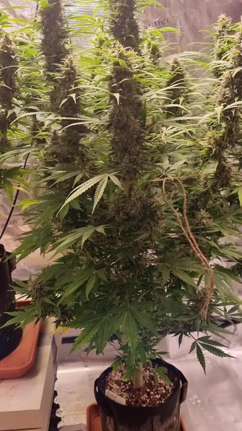 My Zoe Report - Frosted Guava Automatic (Zamnesia)