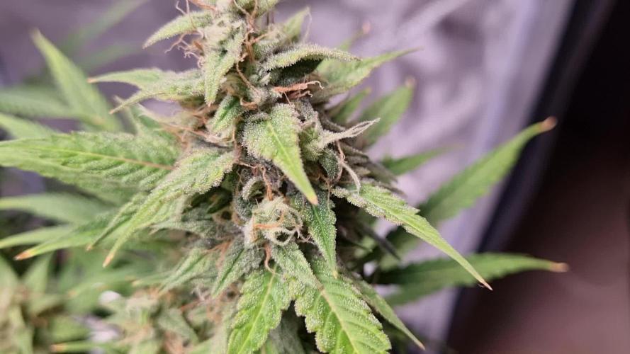 My Zoe Report - Frosted Guava Automatic (Zamnesia)