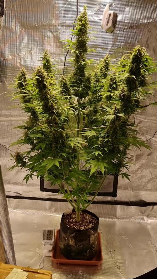 My Zoe Report - Frosted Guava Automatic (Zamnesia)