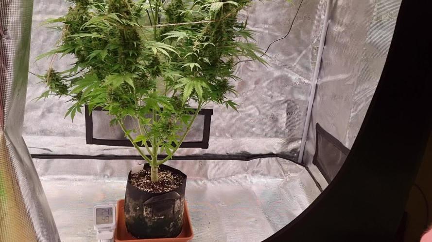 My Zoe Report - Frosted Guava Automatic (Zamnesia)