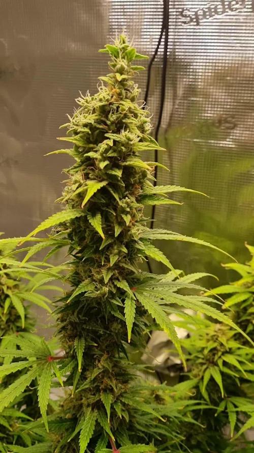 My Zoe Report - Frosted Guava Automatic (Zamnesia)
