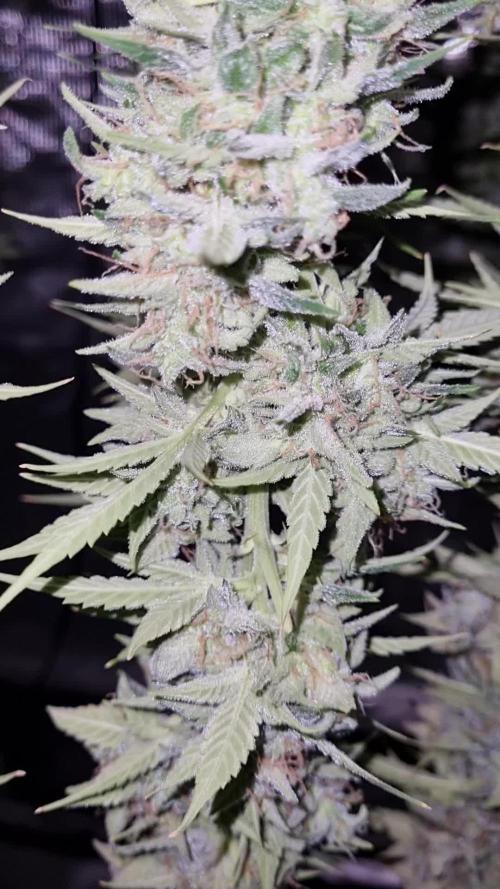 My Zoe Report - Frosted Guava Automatic (Zamnesia)