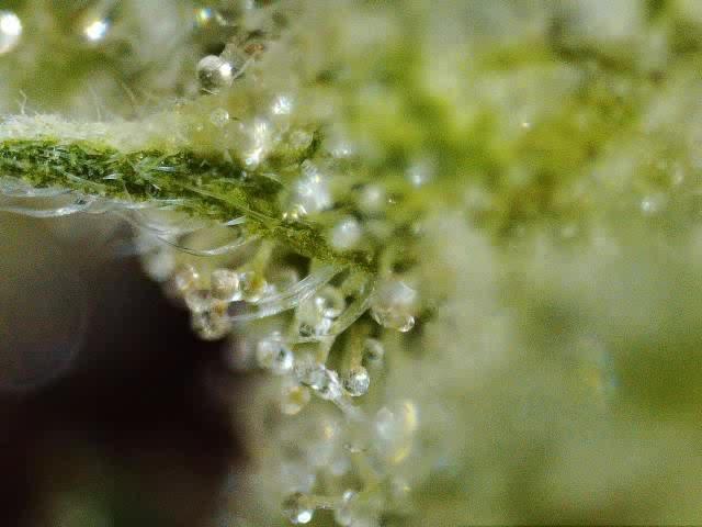 My Zoe Report - Frosted Guava Automatic (Zamnesia)