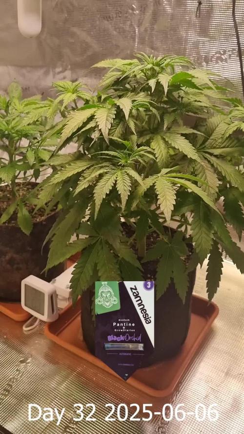 My Zoe Report - Black Orchid Auto