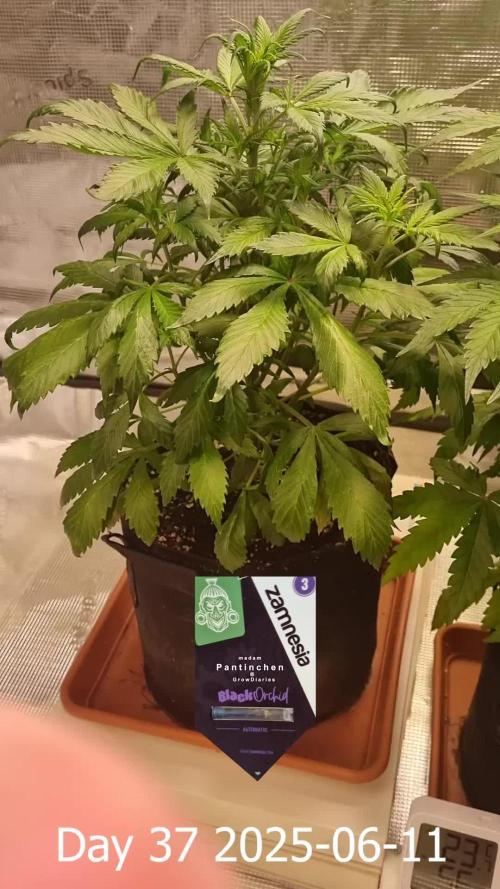 My Zoe Report - Black Orchid Auto