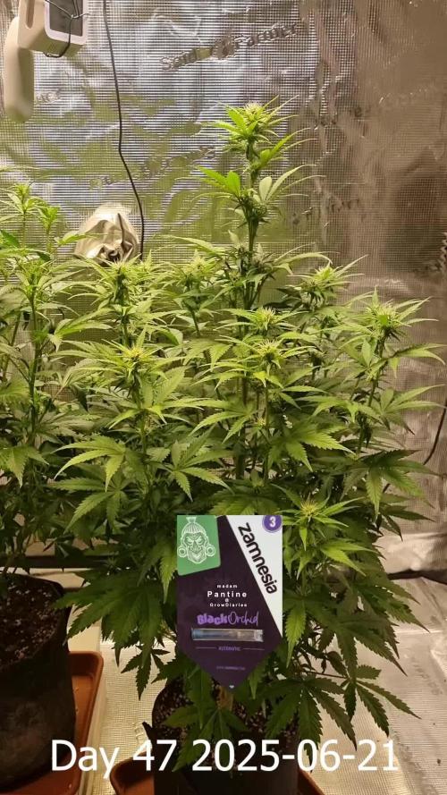 My Zoe Report - Black Orchid Auto