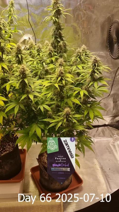 My Zoe Report - Black Orchid Auto