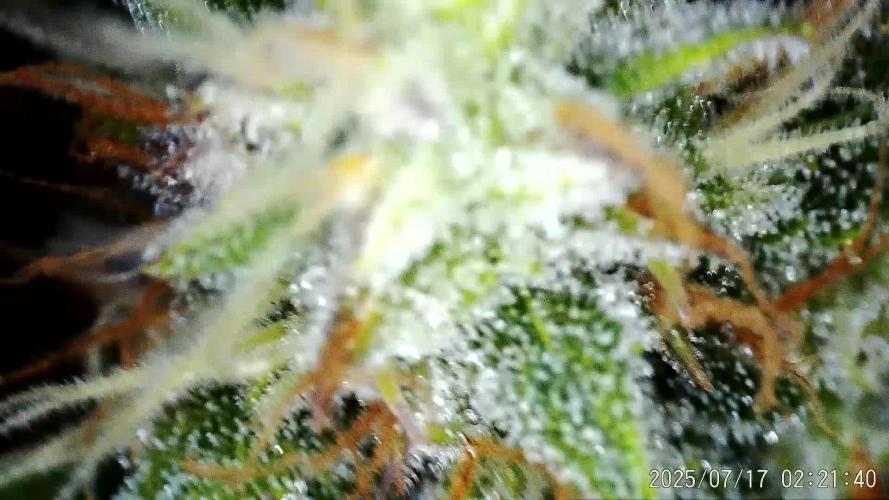 My Zoe Report - Black Orchid Auto