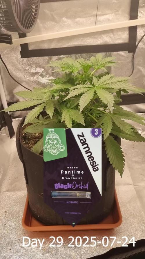 My Zoe Report - Black Orchid Auto #3