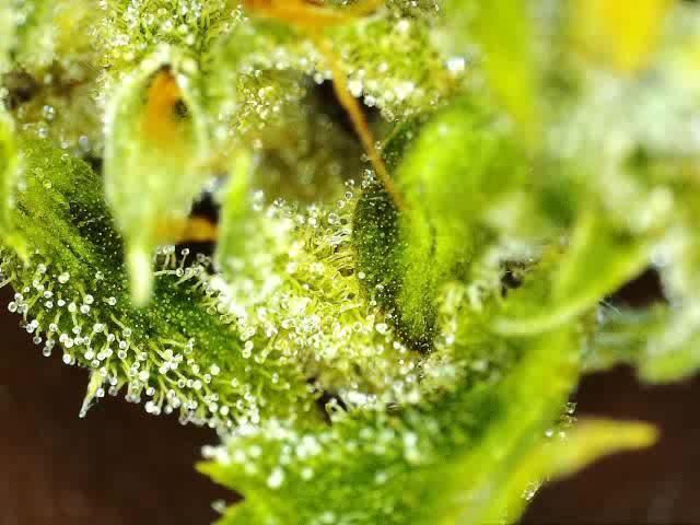 My Zoe Report - Black Orchid Auto