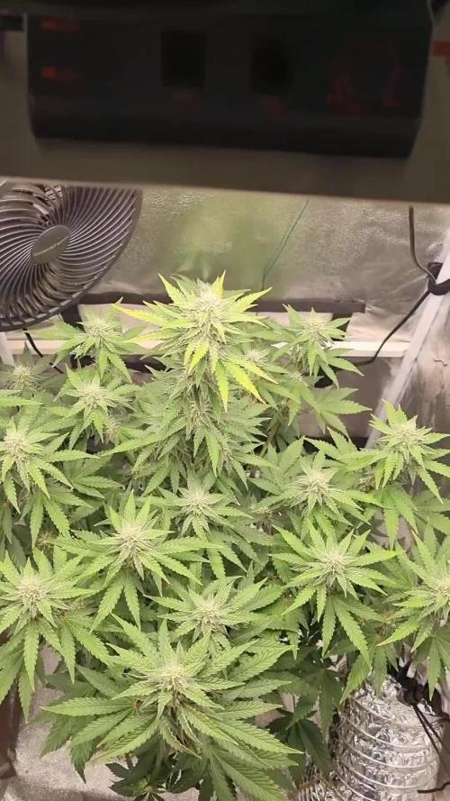 My Zoe Report - Black Orchid Auto #3