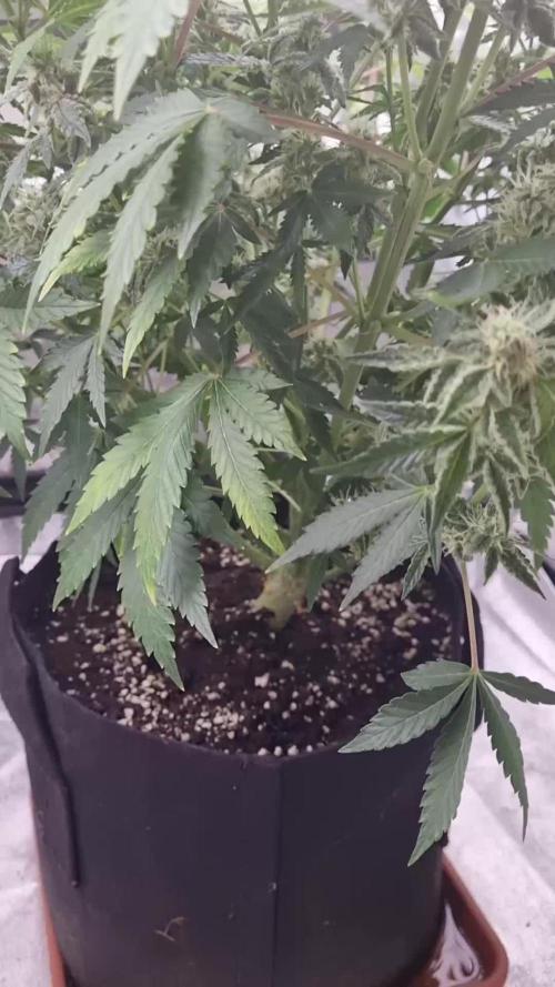 My Zoe Report - Black Orchid Auto #3
