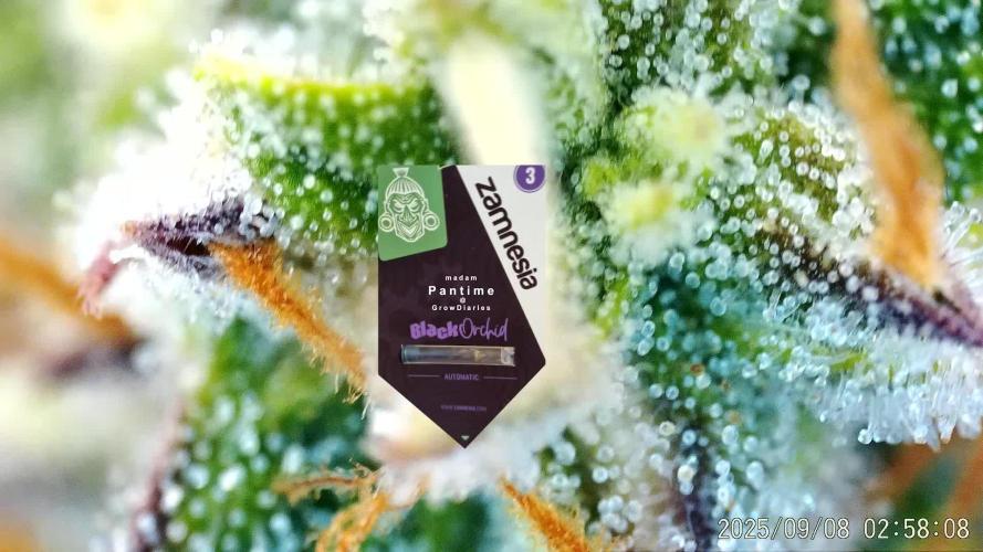 My Zoe Report - Black Orchid Auto #3