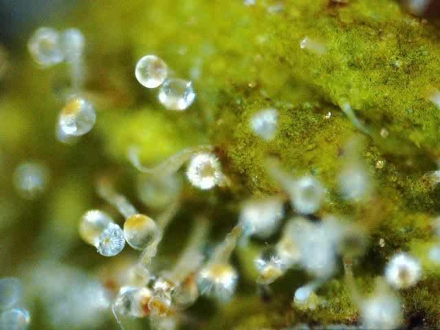 My Zoe Report - Black Orchid Auto #3