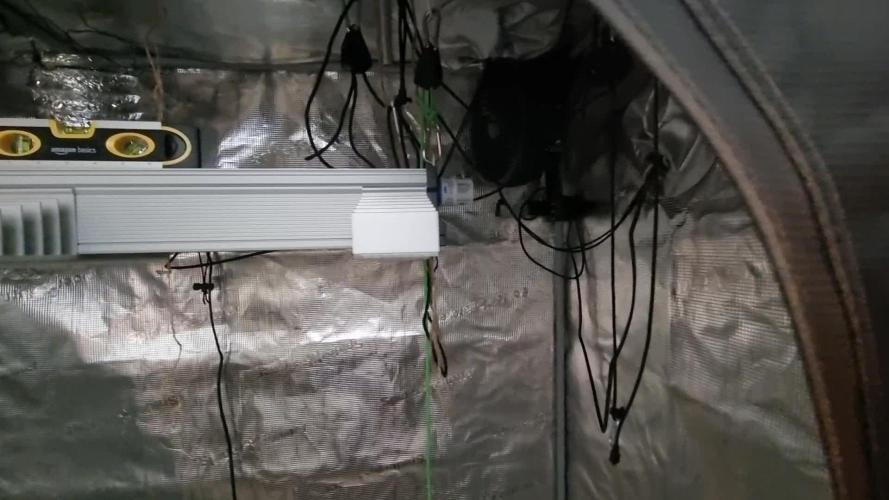 My Zoe Wurlz F1 Hybrid  Auto (Zamnesia)