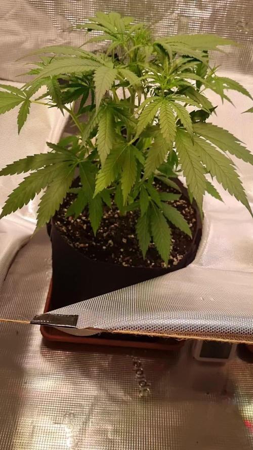 My Zoe Wurlz F1 Hybrid  Auto (Zamnesia)
