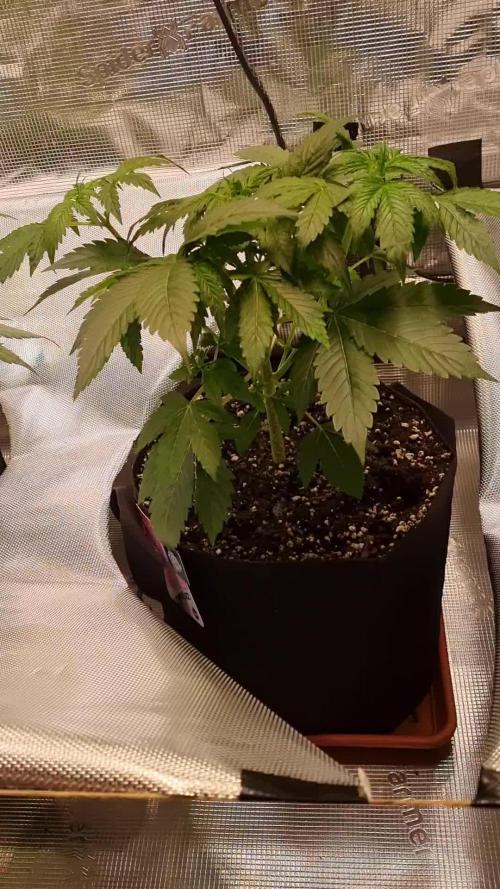 My Zoe Runtz F1 Hybrid Auto (Zamnesia)