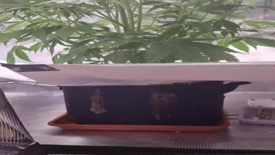 My Zoe Wurlz F1 Hybrid  Auto (Zamnesia)