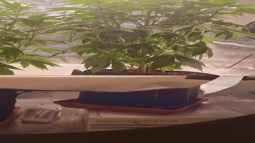 My Zoe Runtz F1 Hybrid Auto (Zamnesia)