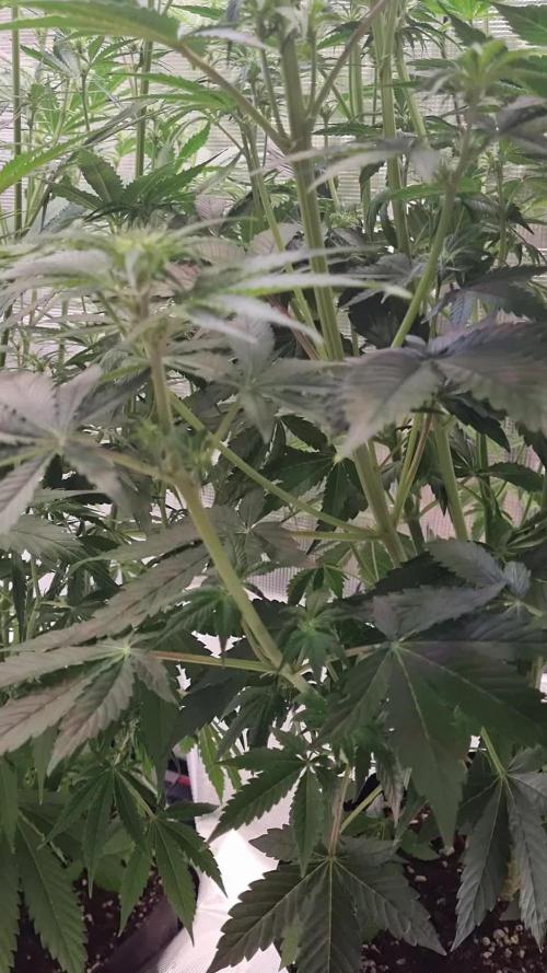 My Zoe Runtz F1 Hybrid Auto (Zamnesia)