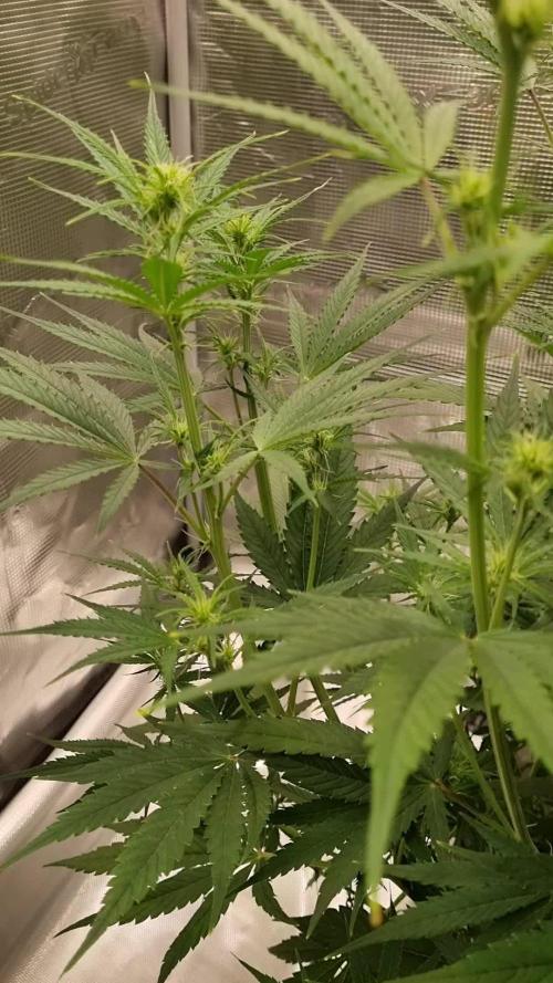 My Zoe Wurlz F1 Hybrid  Auto (Zamnesia)