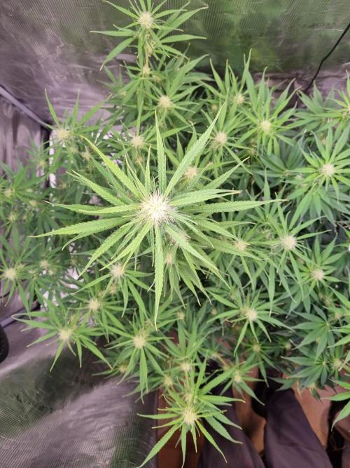 My Zoe Wurlz F1 Hybrid  Auto (Zamnesia). Week 8