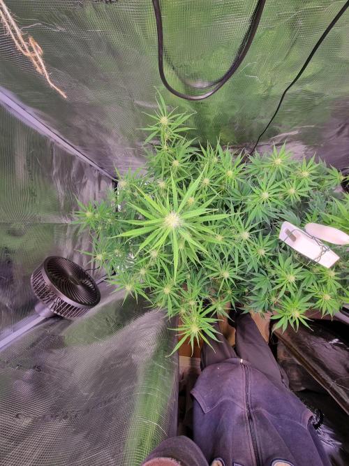 My Zoe Wurlz F1 Hybrid  Auto (Zamnesia). Week 8