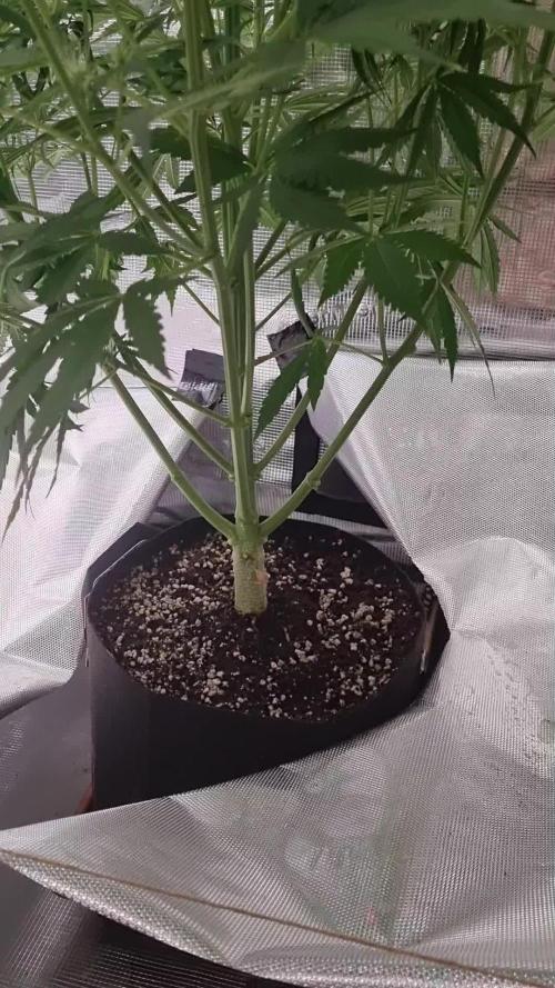 My Zoe Wurlz F1 Hybrid  Auto (Zamnesia)