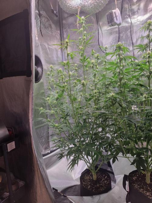 My Zoe Wurlz F1 Hybrid  Auto (Zamnesia). Week 8