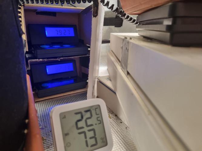 My Zoe Wurlz F1 Hybrid  Auto (Zamnesia). Week 8 - after watering