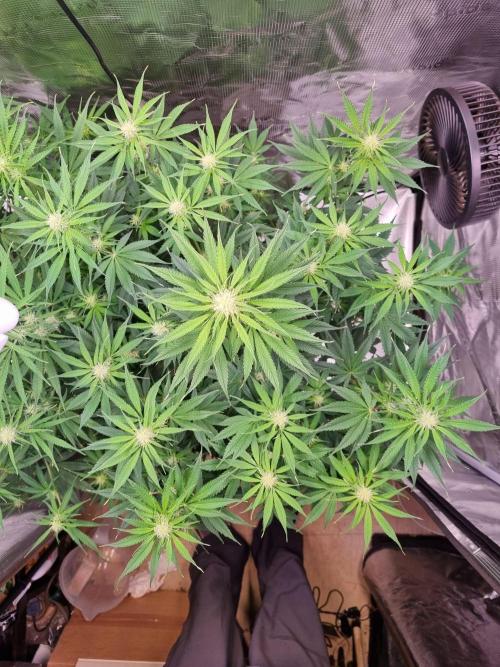 My Zoe Runtz F1 Hybrid Auto (Zamnesia). Week 8