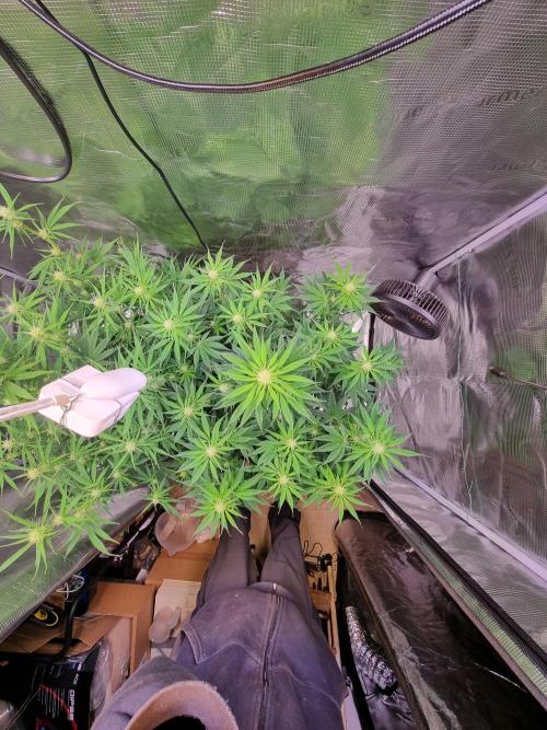 My Zoe Runtz F1 Hybrid Auto (Zamnesia). Week 8