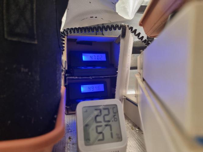 My Zoe Runtz F1 Hybrid Auto (Zamnesia). Week 8 - after 2 days