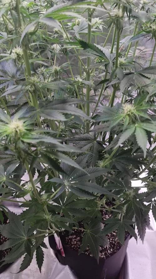 My Zoe Runtz F1 Hybrid Auto (Zamnesia)