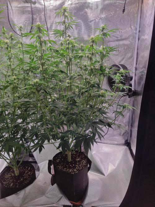 My Zoe Runtz F1 Hybrid Auto (Zamnesia). Week 8