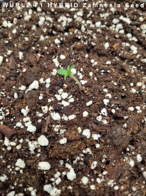 My Zoe Wurlz F1 Hybrid Auto (Zamnesia)