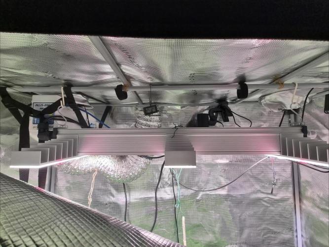 My Zoe Runtz F1 Hybrid Auto (Zamnesia)