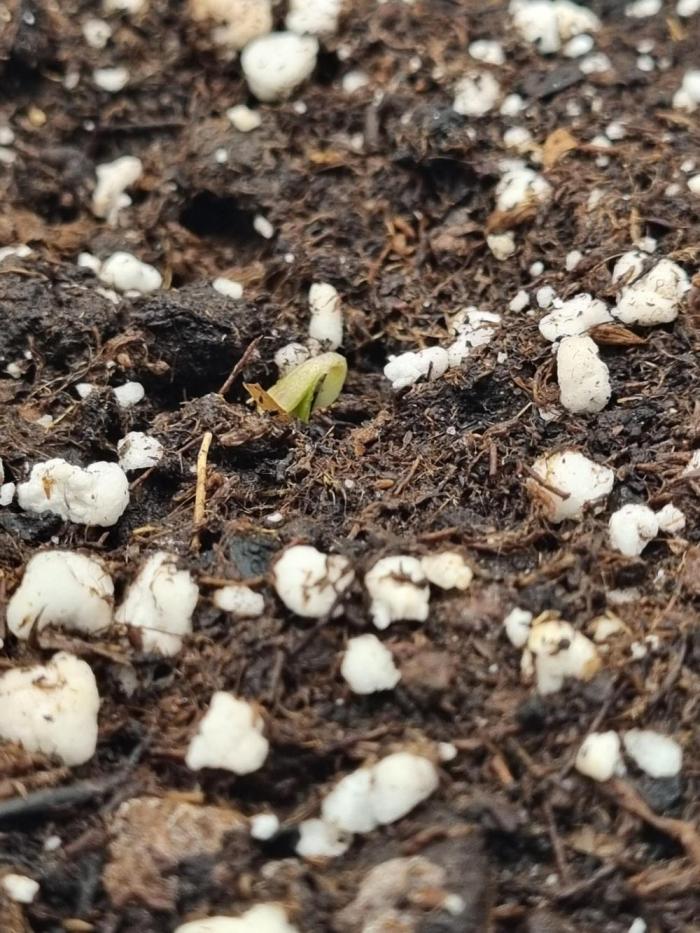 My Zoe Purple Queen Automatic (RQS). Week 1 - A purple baby is born !!