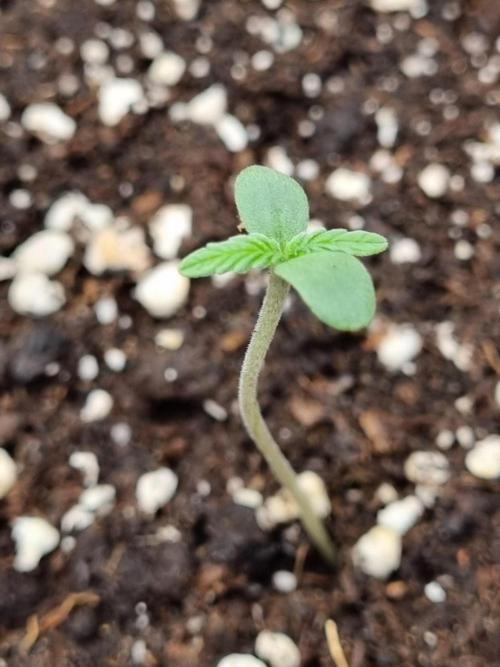 My Zoe Purple Queen Automatic (RQS). Week 1