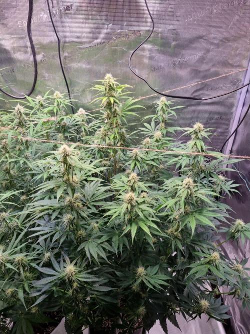 My Zoe Runtz F1 Hybrid Auto (Zamnesia). Week 9